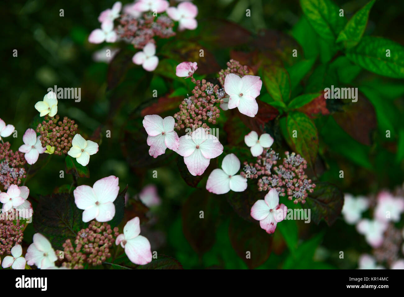 Mountain Hydrangea ম উন ট ন হ ইড র ঞ জ য