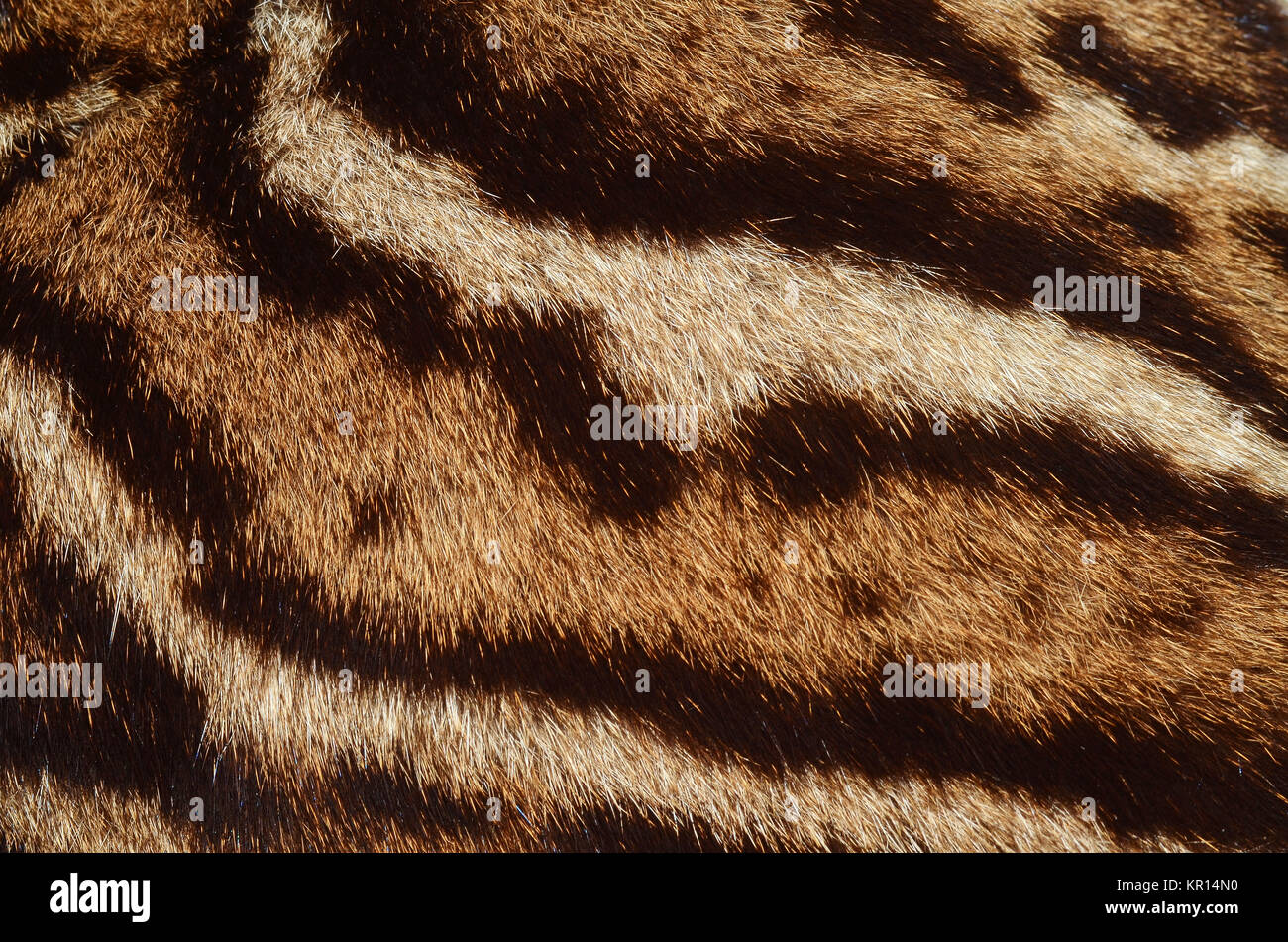 feline skin background texture Stock Photo