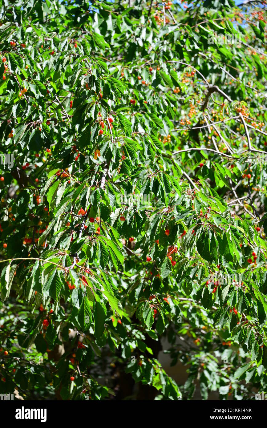 cherry in spain Stock Photo Alamy