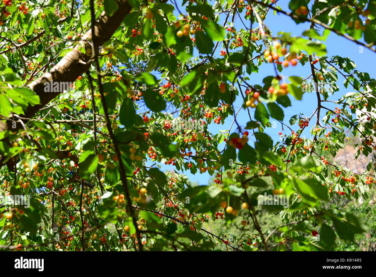 cherry in spain Stock Photo Alamy