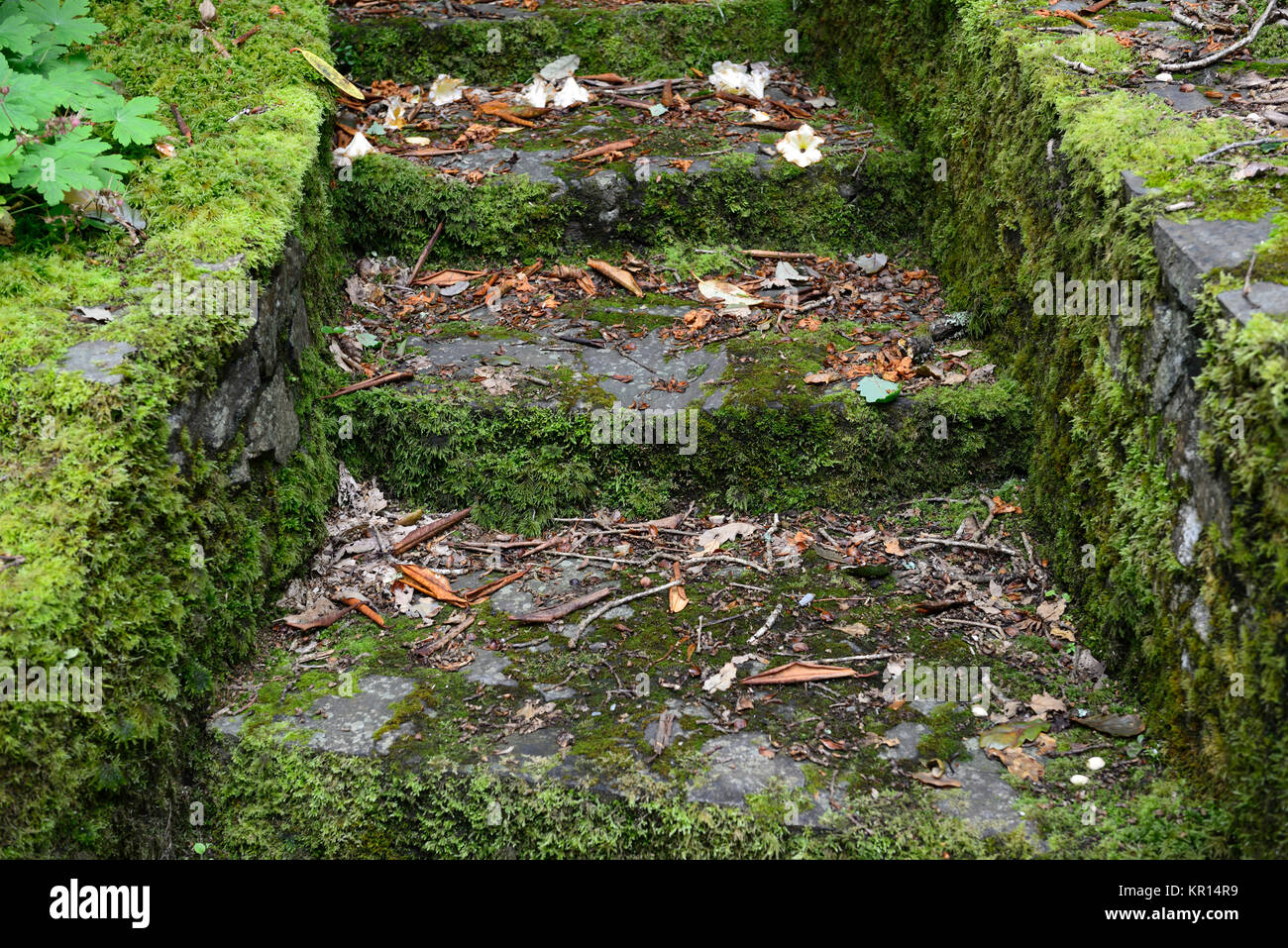 Moss covered steps hi-res stock photography and images - Alamy