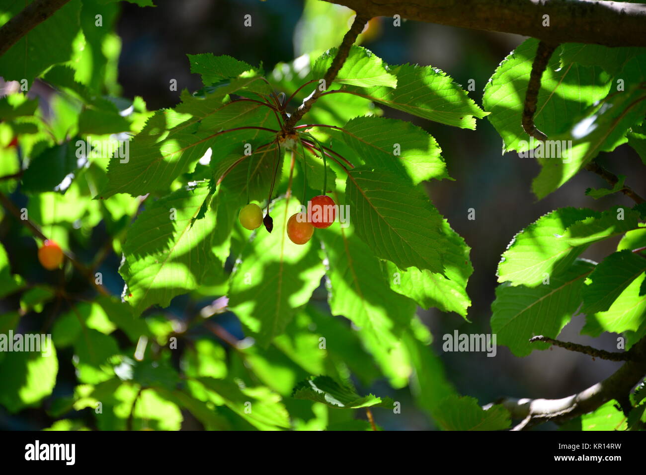 cherry in spain Stock Photo Alamy