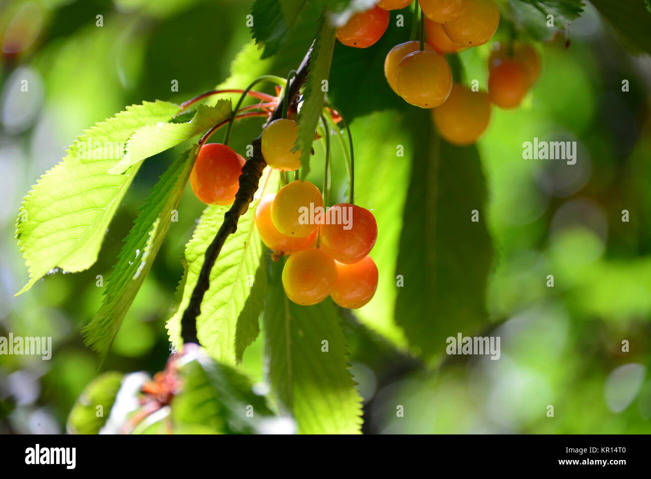 cherry in spain Stock Photo Alamy