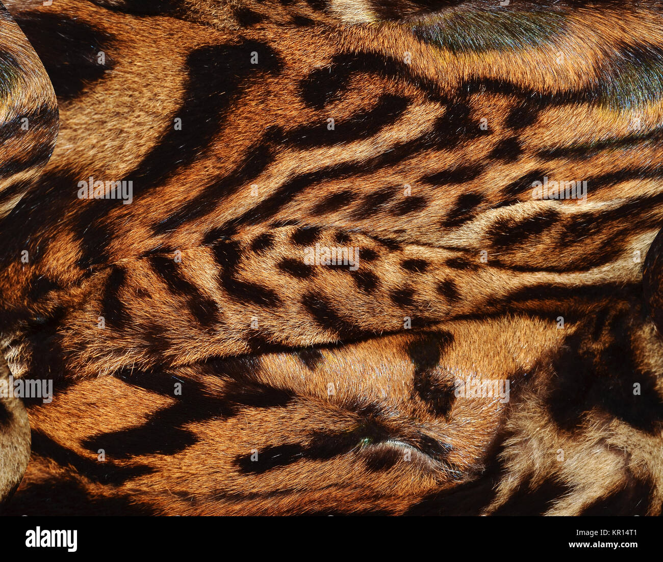 bobcat skin background texture Stock Photo