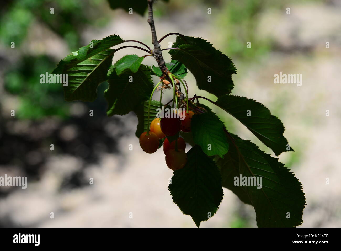 cherry in spain Stock Photo Alamy