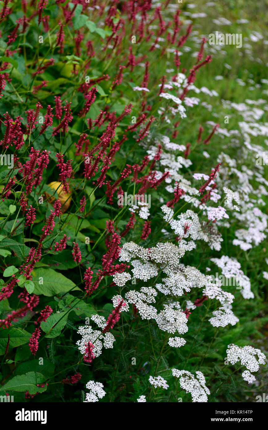 Persicaria amplexicaulis Red Baron,Achillea millefolium,yarrow,white,red,flower,flowers,flowering,mix,mixed,combination,RM floral Stock Photo