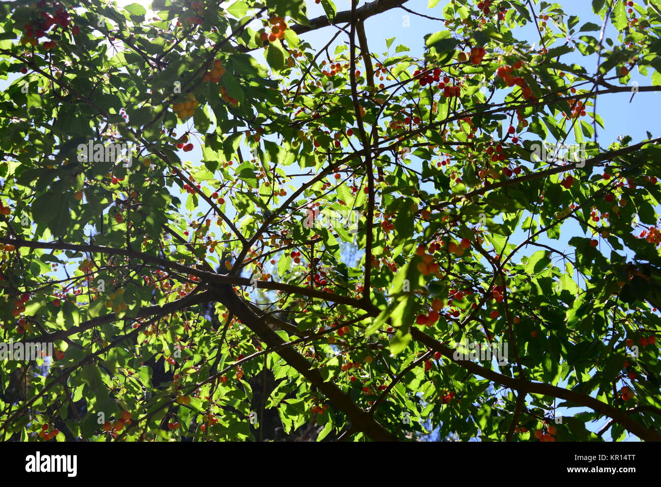 cherry in spain Stock Photo Alamy