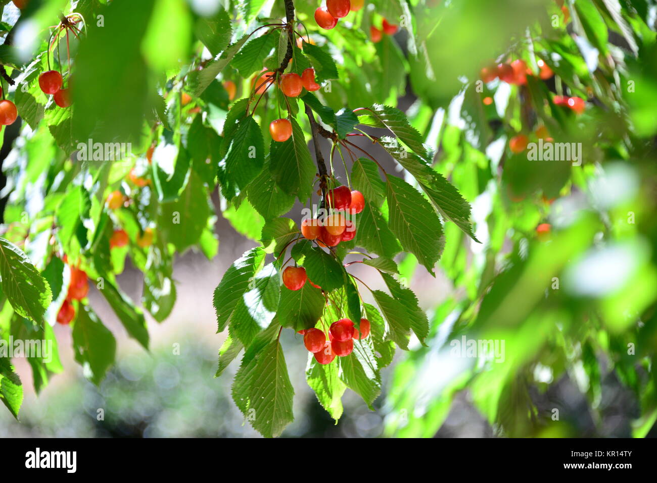 cherry in spain Stock Photo Alamy