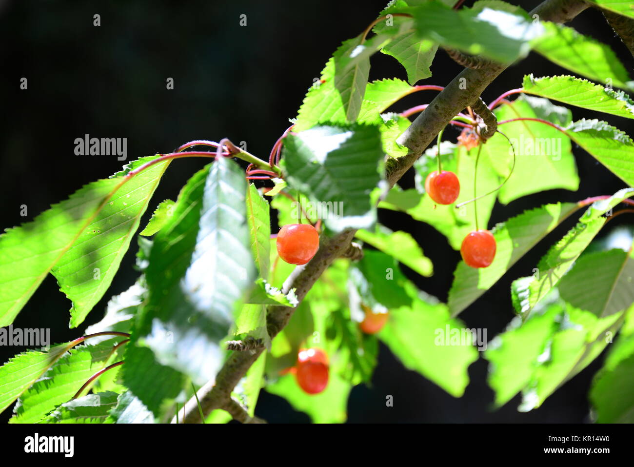 cherry in spain Stock Photo Alamy