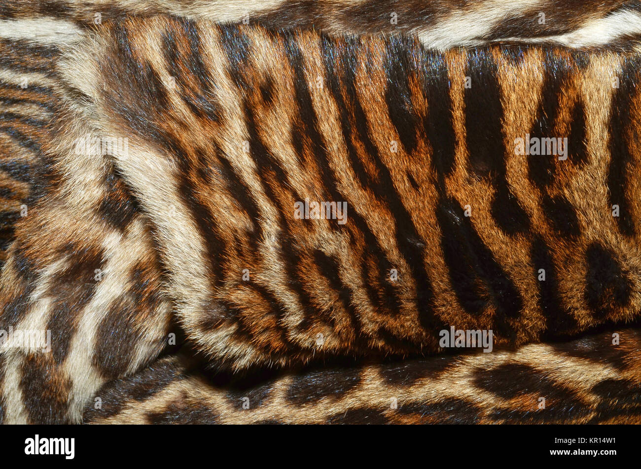 feline skin background texture Stock Photo