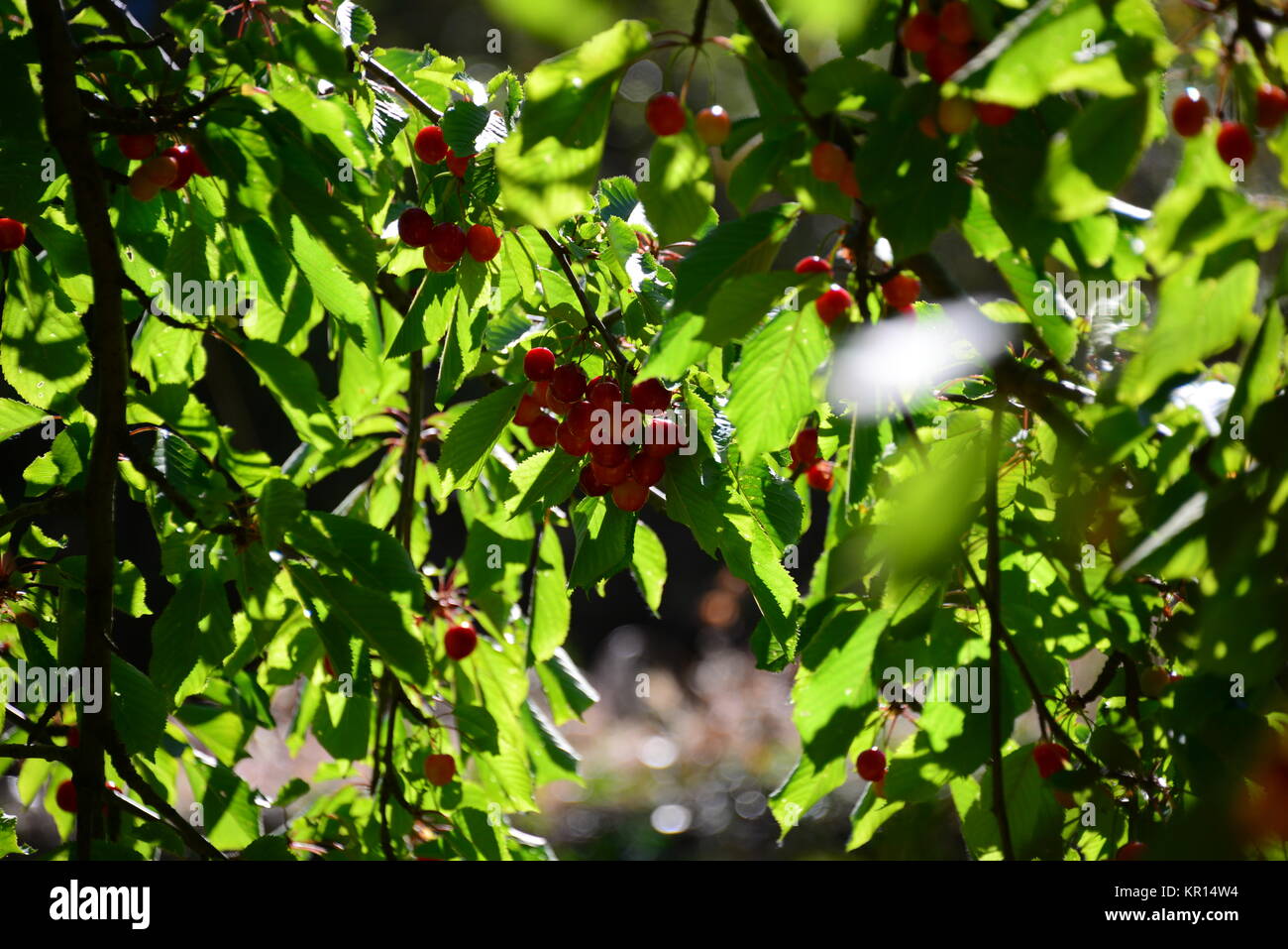 cherry in spain Stock Photo Alamy