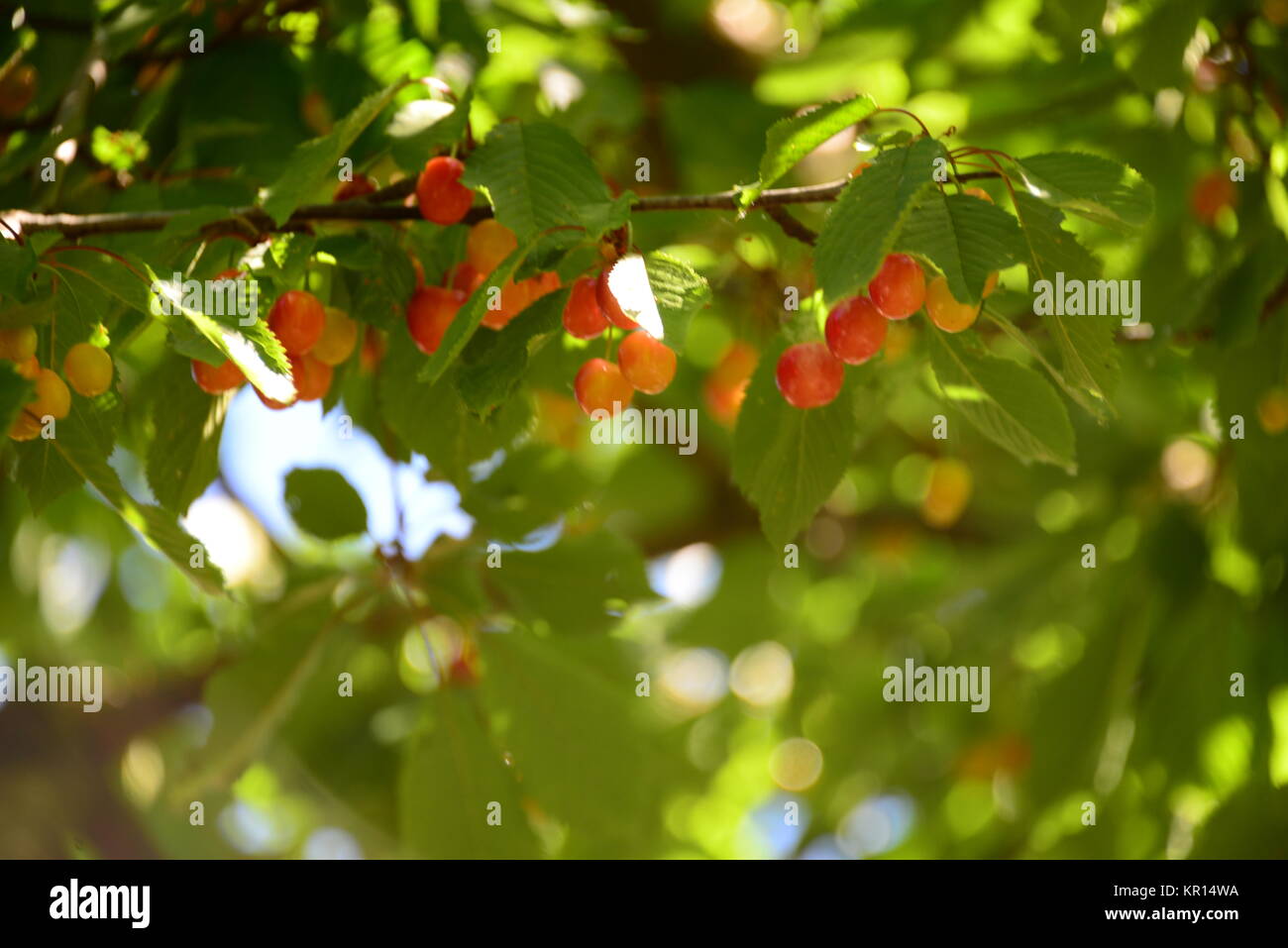 cherry in spain Stock Photo Alamy