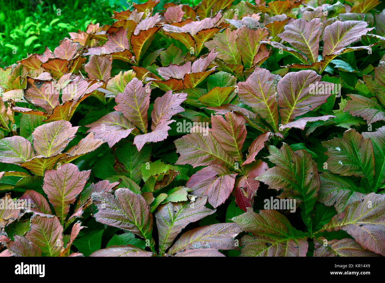 Rodgersia podophylla, autumn,fall,autumnal,leaves,foliage,shade,shady,shaded,RM Floral Stock Photo