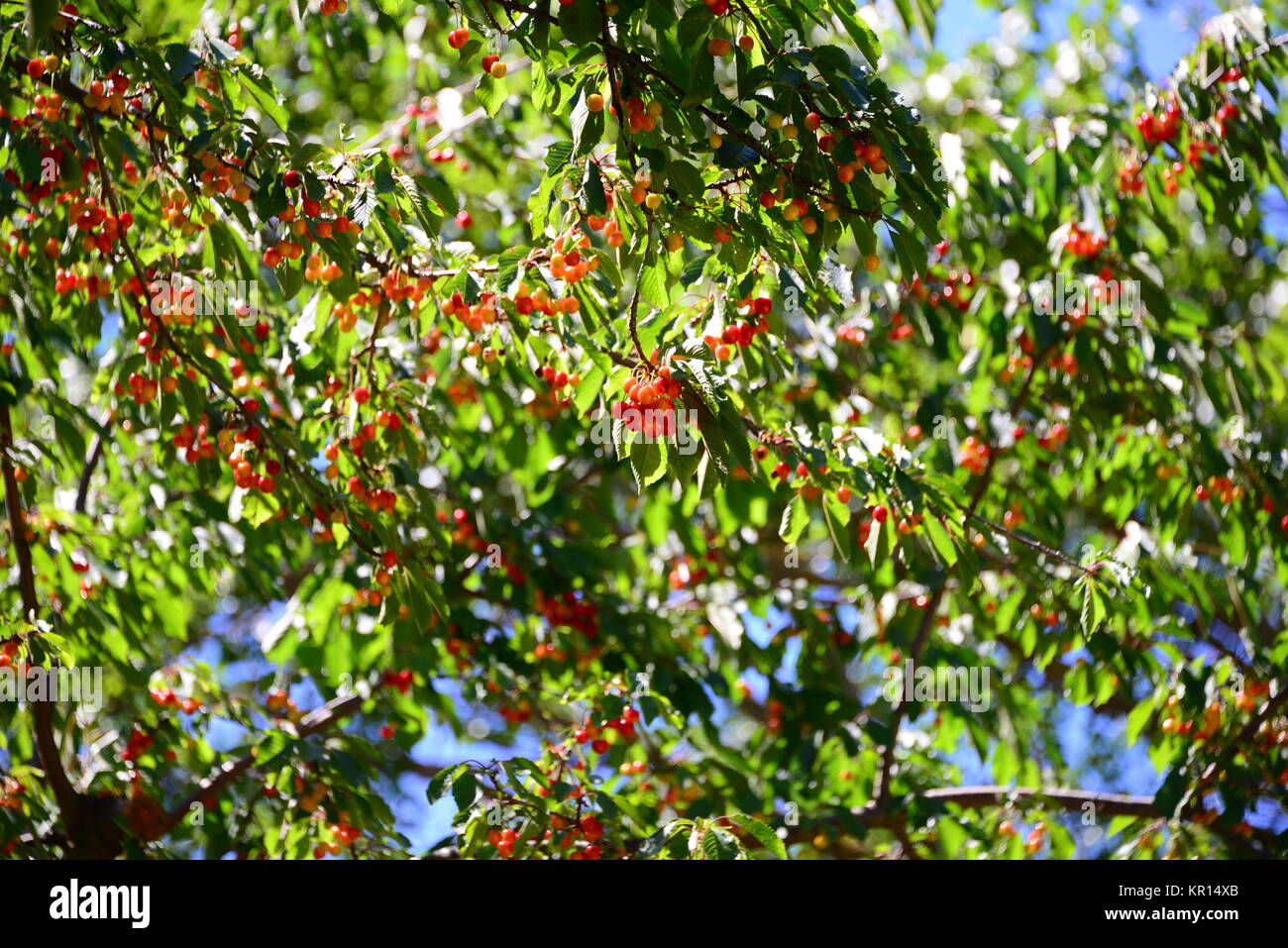 cherry in spain Stock Photo Alamy
