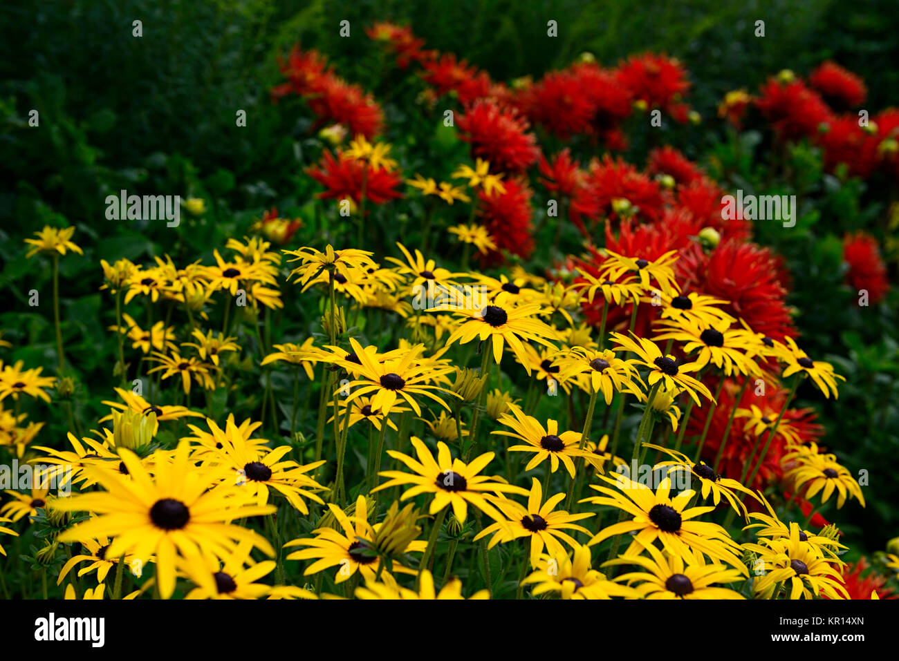 Dahlia Show 'n' Tell,Large-sized,Fimbriated,orange, red,yellow,rudbeckia,rudbeckias,flower,flowers,flowering,dahlias,RM Floral Stock Photo