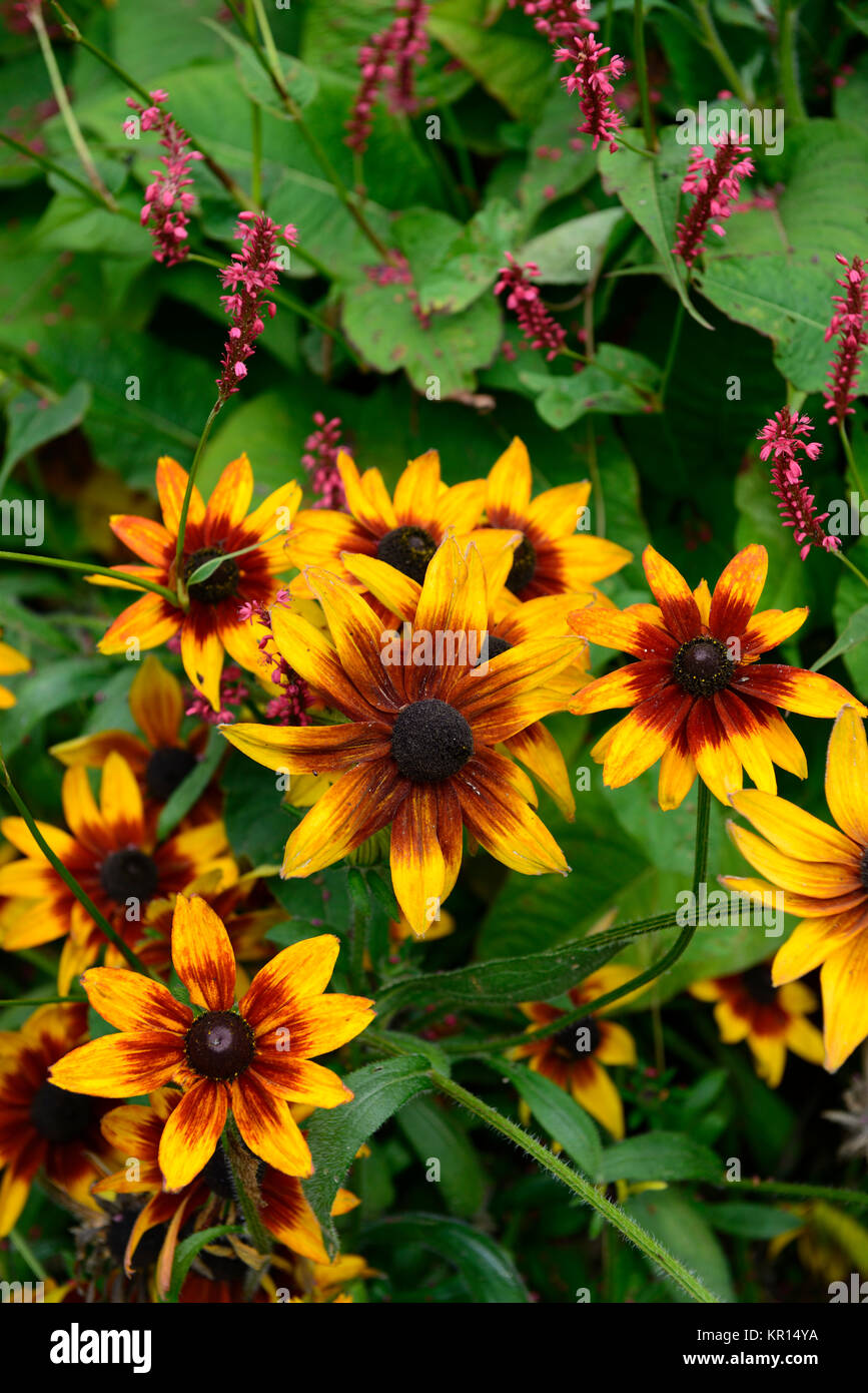 Rudbeckia hirta Autumn Colors,rudbeckia,flower,flowers,flowering ...