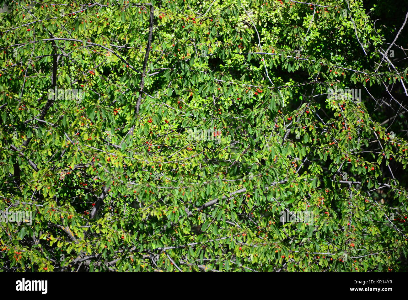 cherry in spain Stock Photo Alamy