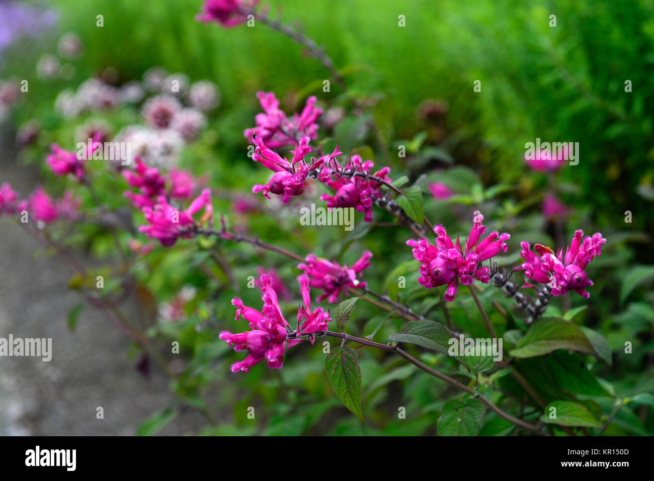 salvia involucrata boutin,rose leaf,sage,pink,flower,flowers,flowering,sages,sub shrub,perennial,half hardy,RM Floral Stock Photo