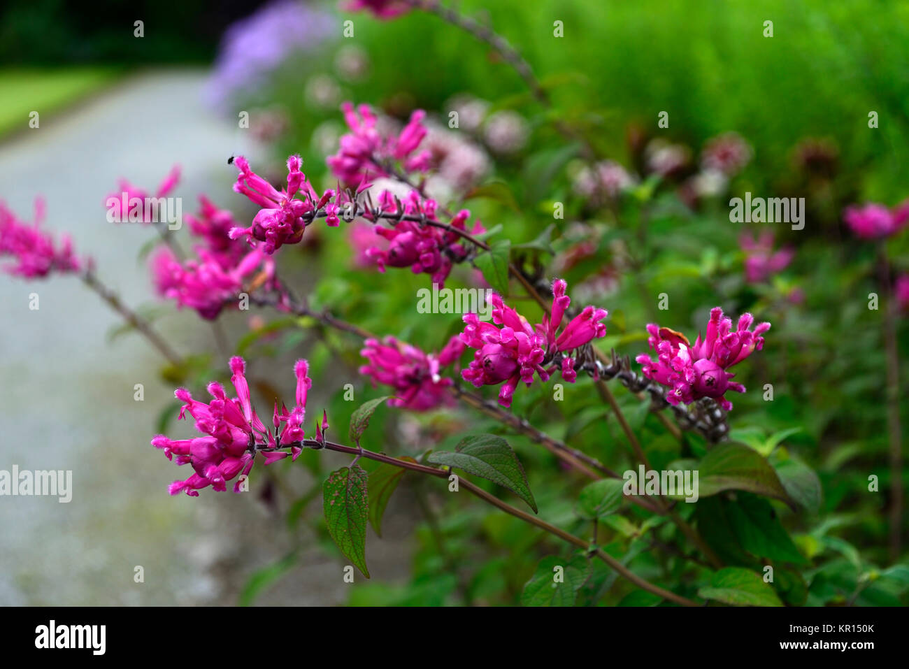 salvia involucrata boutin,rose leaf,sage,pink,flower,flowers,flowering,sages,sub shrub,perennial,half hardy,RM Floral Stock Photo