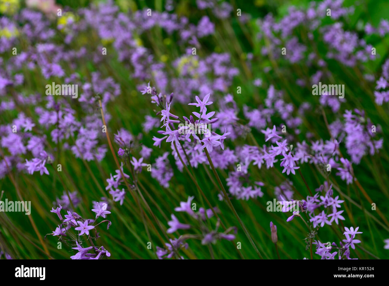 Tulbaghia violacea,Society Garlic ,purple ,mauve, flowers,flowering,RM Floral Stock Photo