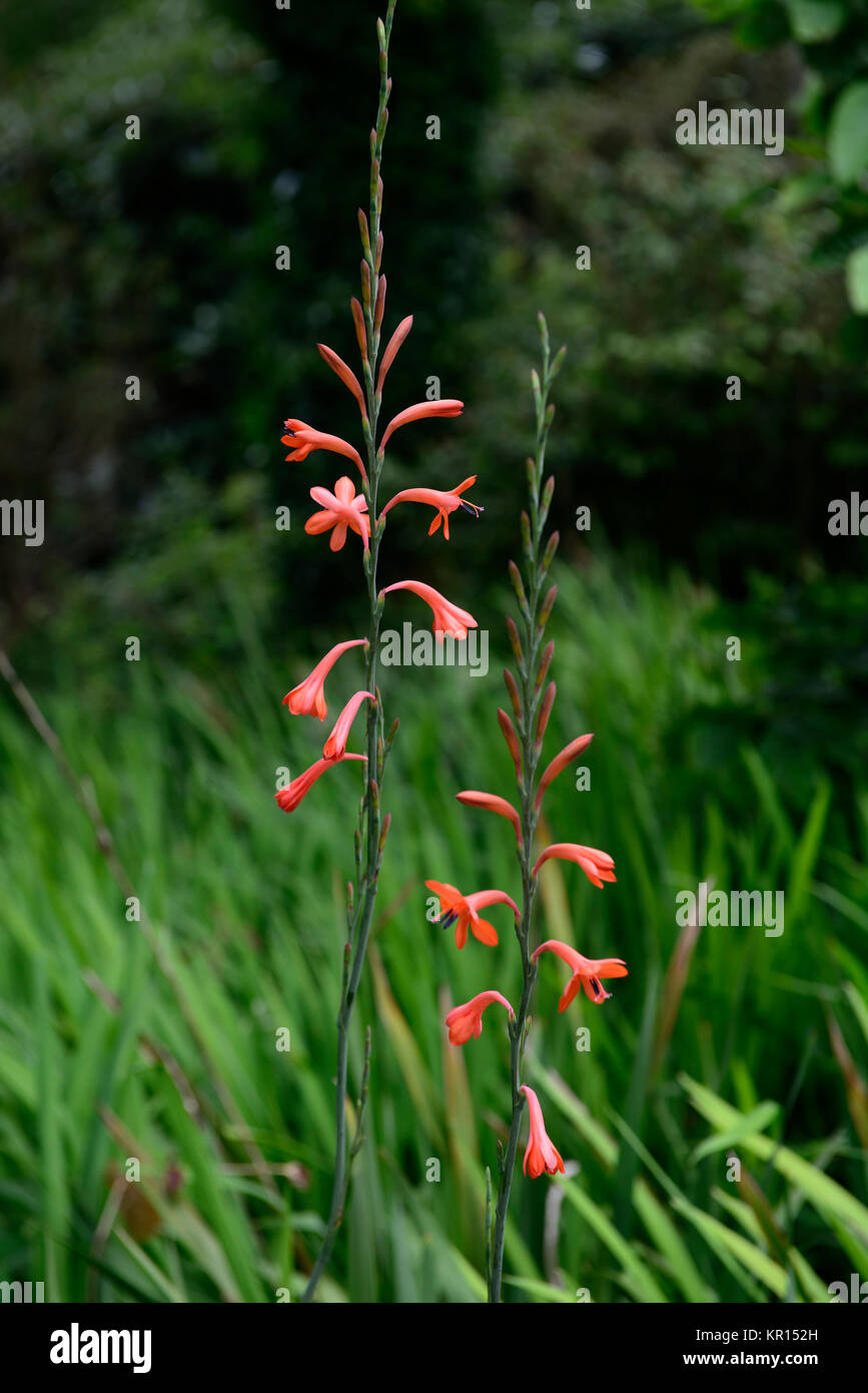 Watsonia pillansii,Bugle lily,orange,flower,flowers,spike,spikes,perennial,RM Floral Stock Photo