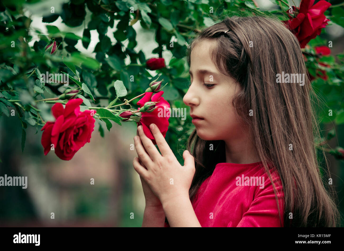 Portrait of pretty young girl 8-12 years holding and smelling Bulgarian red roses outside. Creative and colorful image. Stock Photo