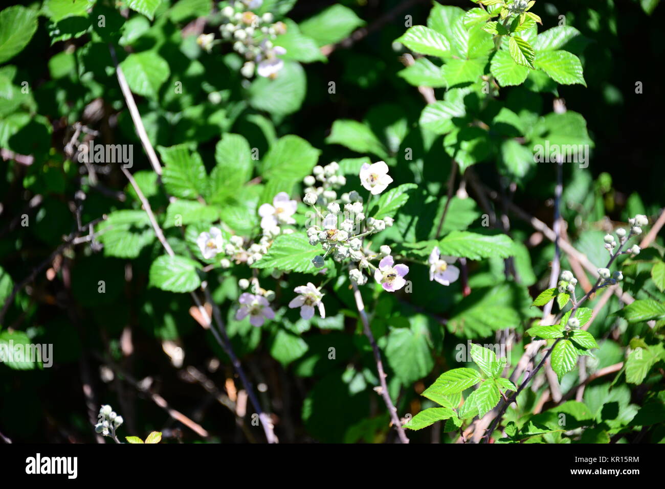 blackberry in spain Stock Photo Alamy