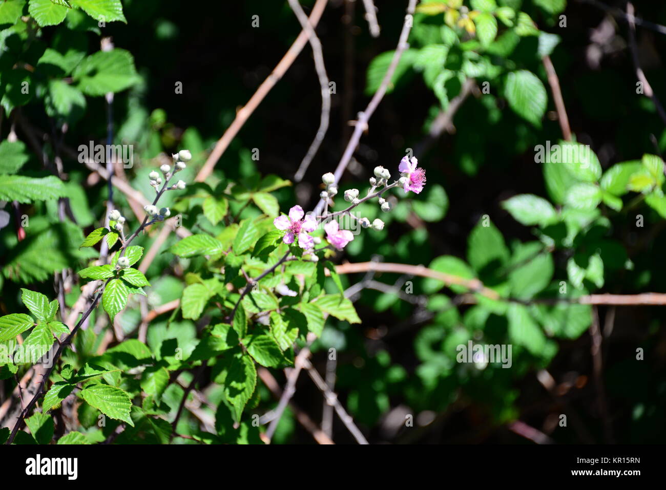 blackberry in spain Stock Photo Alamy