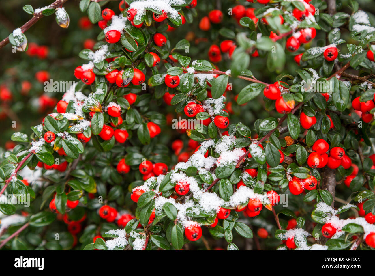 A Cotoneaster shrub with bright red berries covered in snow on a cold winter december day sets a Christmas theme. England ,UK Stock Photo