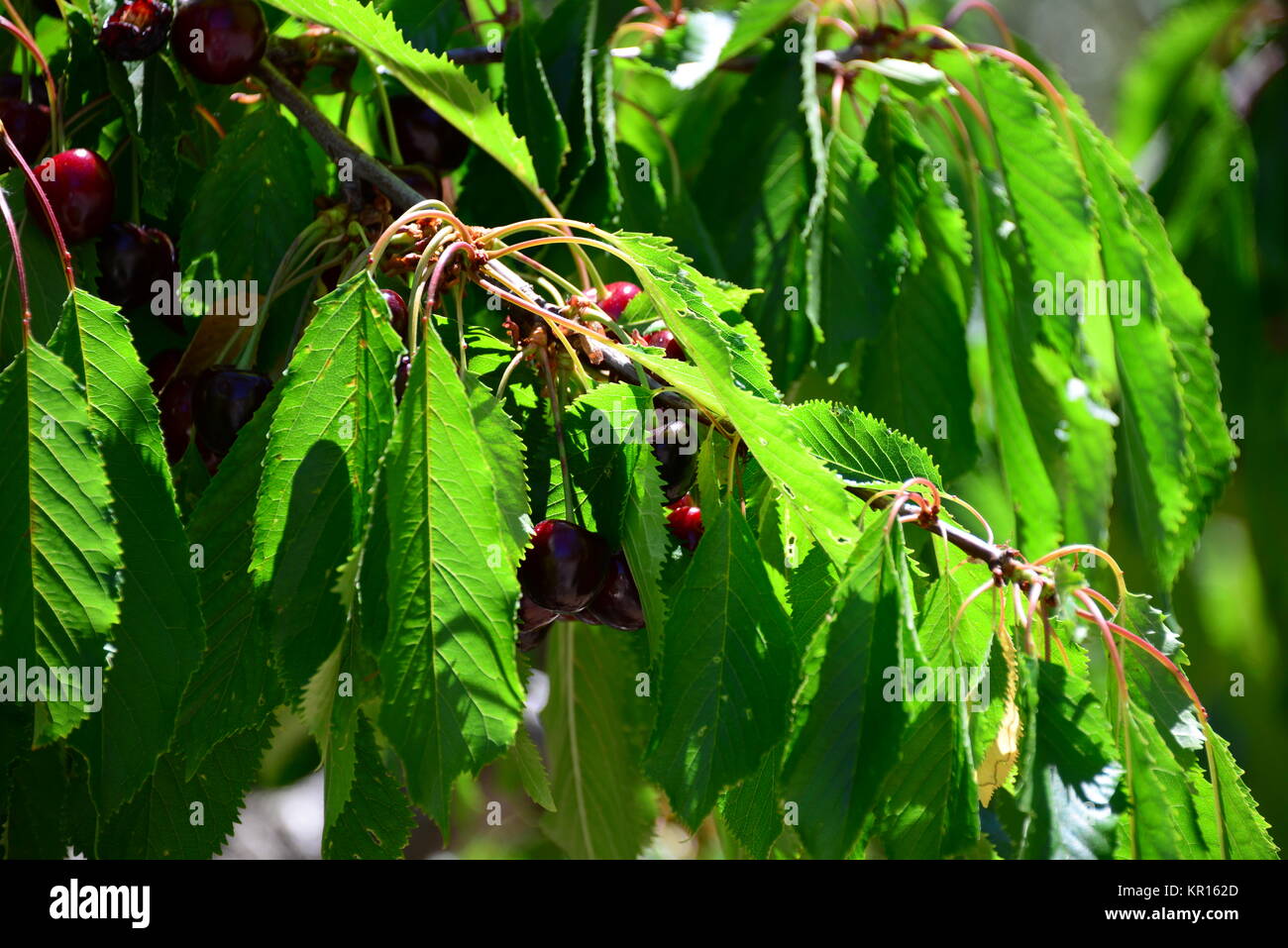 cherry in spain Stock Photo Alamy