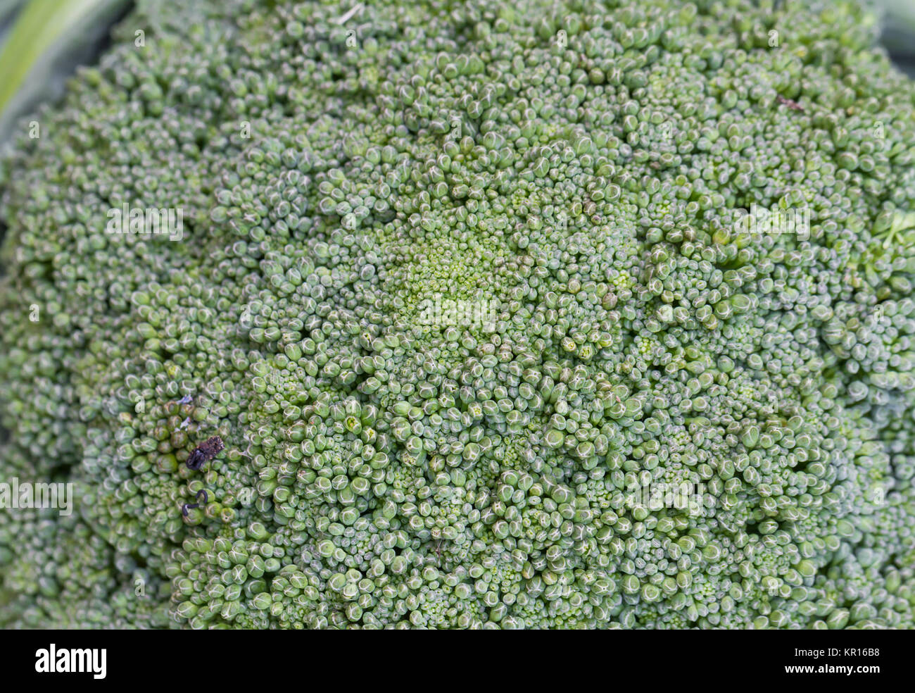 Green broccoli Stock Photo