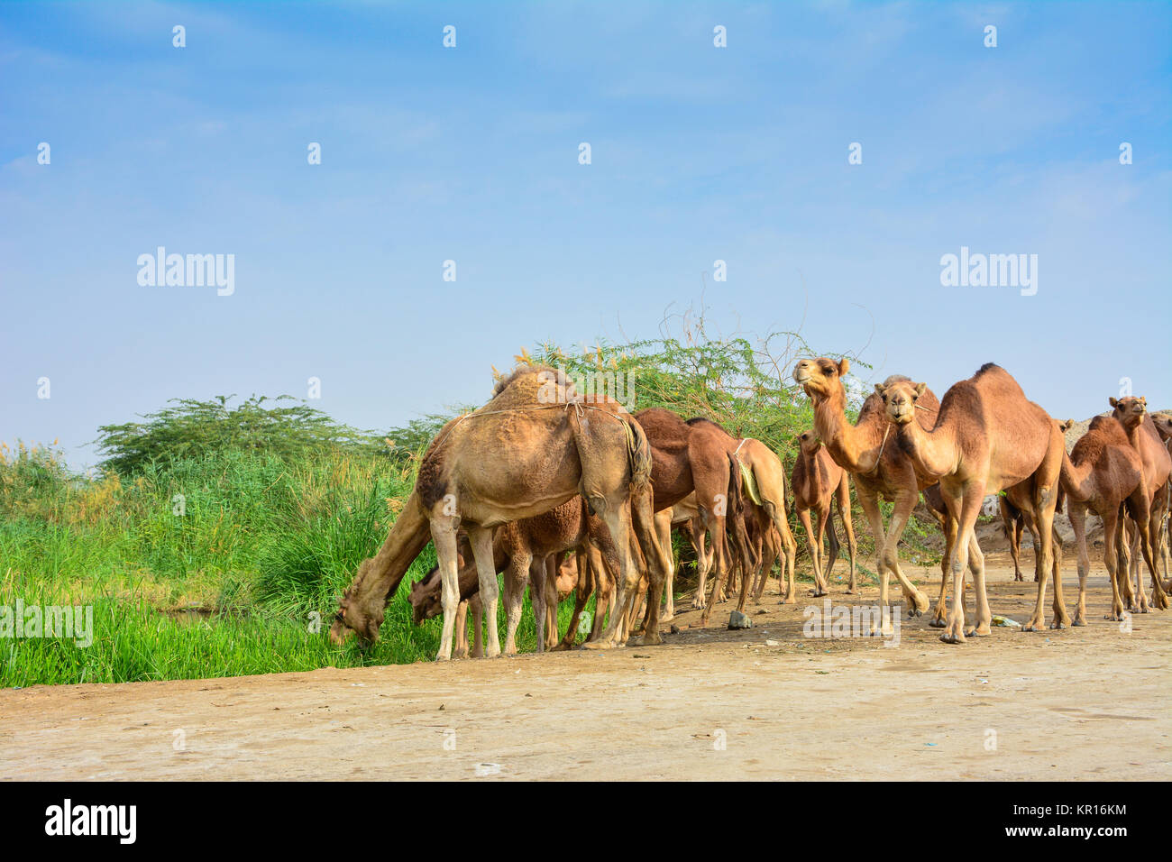 Group of Camels eating grass Stock Photo