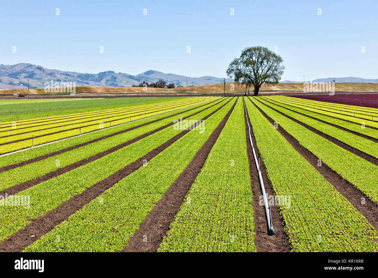 Young 'Baby Lettuce' growing  in field  'Lactuca sativa'. Stock Photo