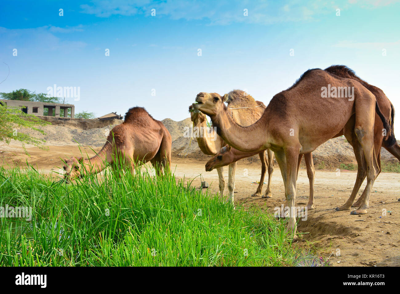 Group of Camels eating grass Stock Photo