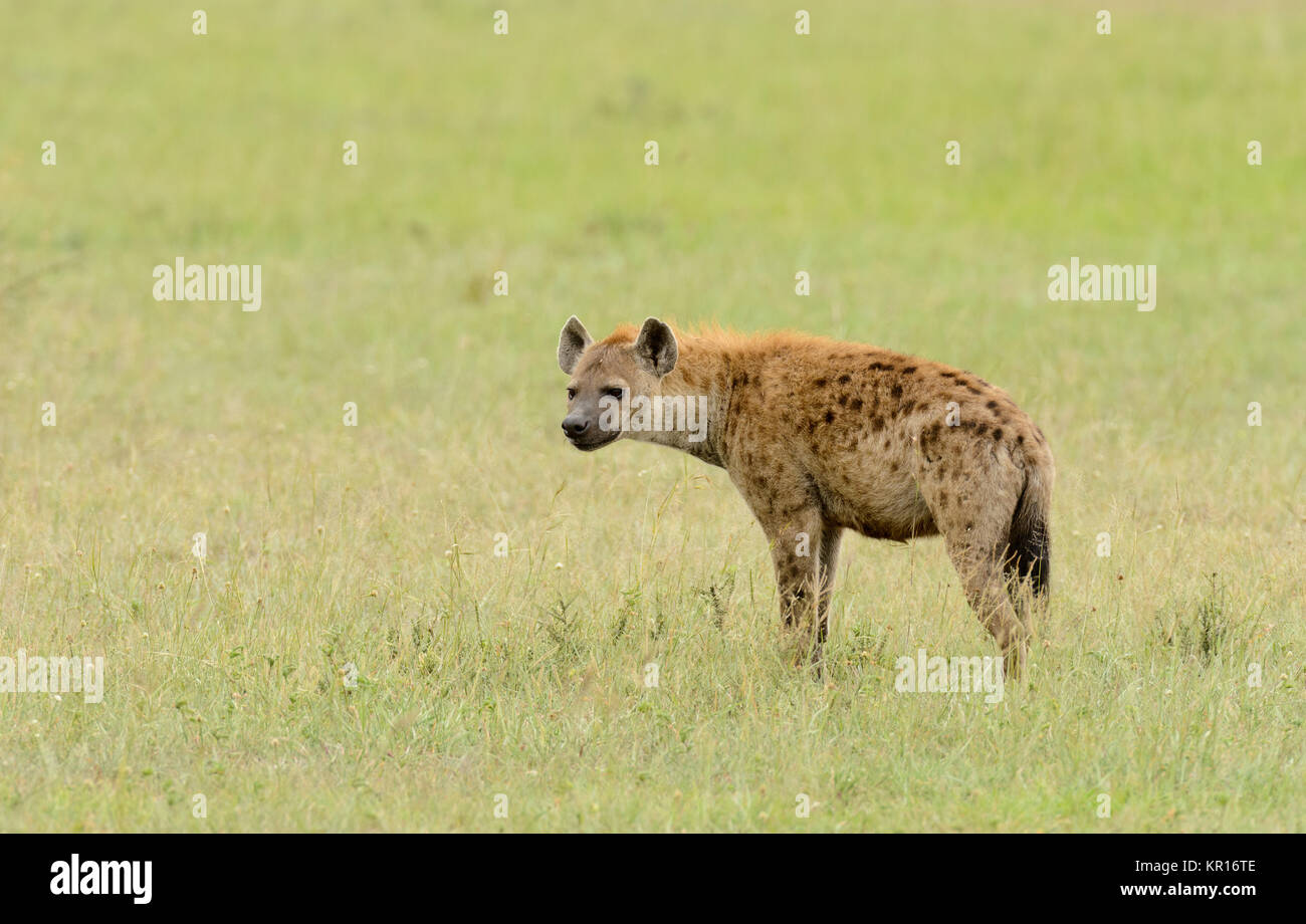Closeup of Spotted Hyena (scientific name: cCrocuta crocuta, or "Fisi