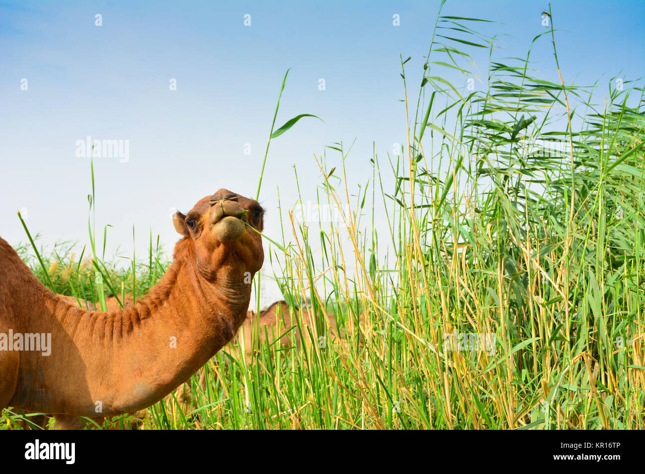 Camel eating grass closeup shot Stock Photo