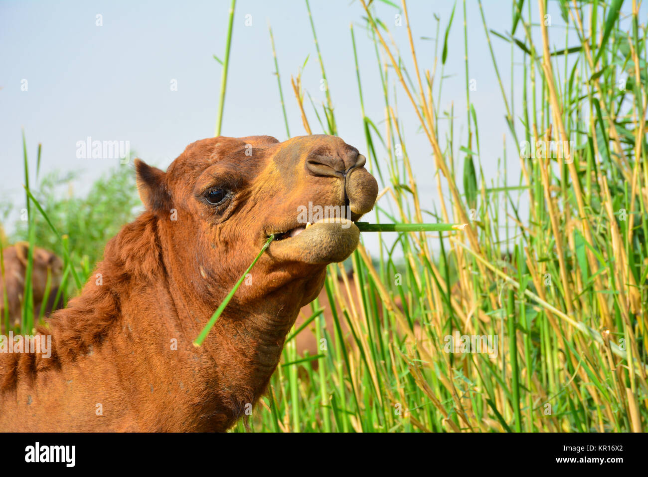 Camel eating grass hi-res stock photography and images - Alamy