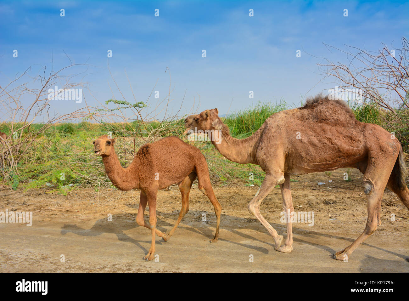 baby camel and mother on desert lake shore Stock Photo