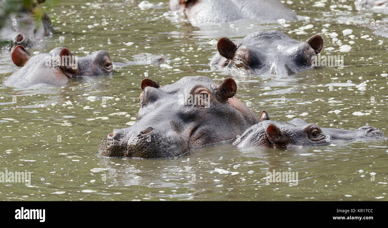 Closeup of Hippopotamus (scientific name: Hippopotamus amphibius, or 'Kiboko' in Swaheli) image taken on Safari located in the Serengeti/Tarangire, La Stock Photo