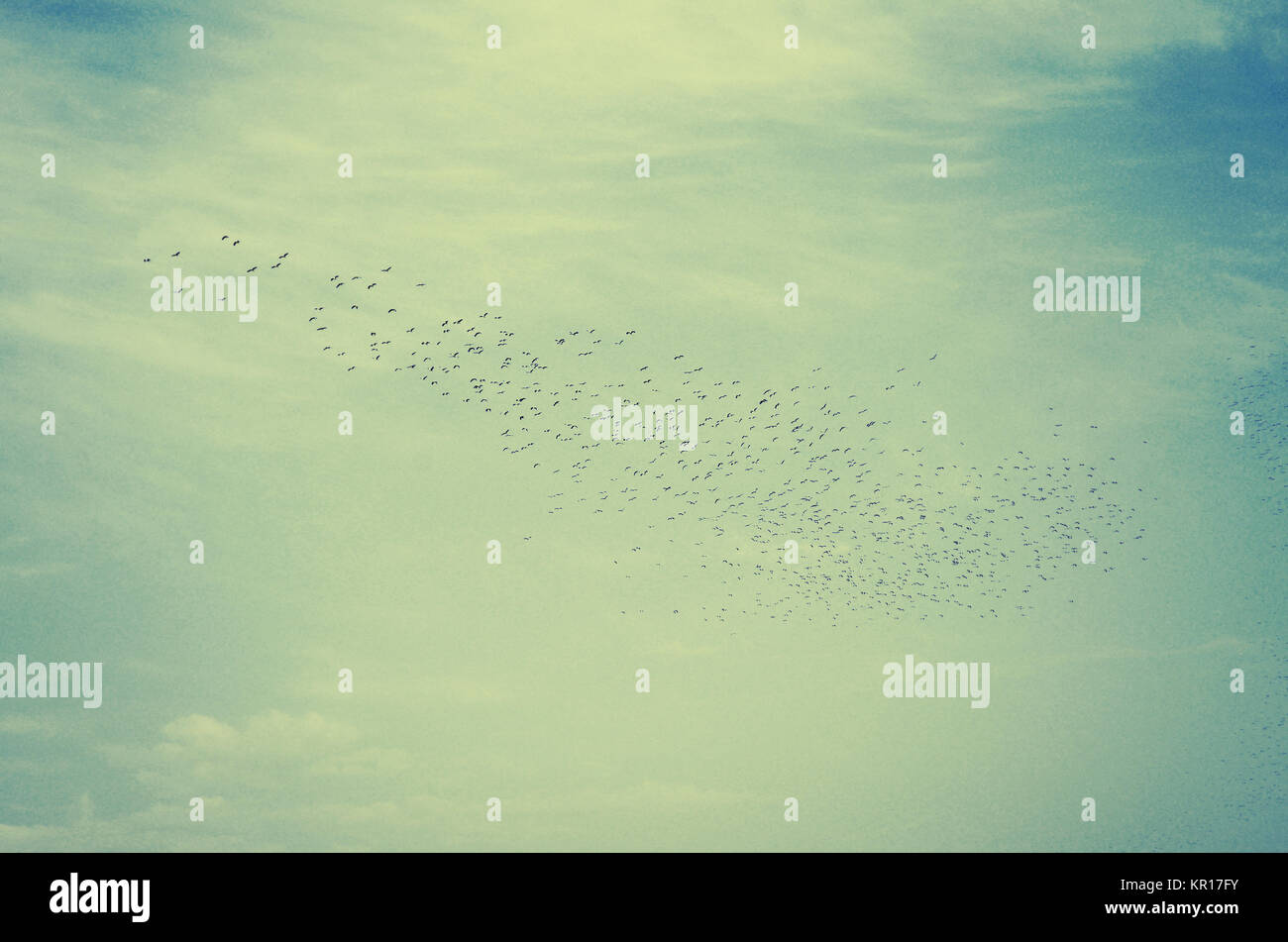 Flock of storks flying high in the beautiful sky Stock Photo
