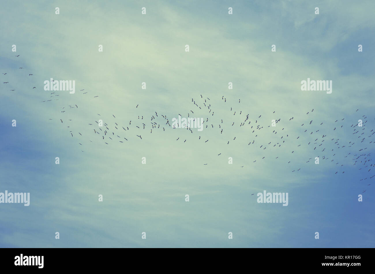 Flock of storks flying high in the beautiful sky Stock Photo
