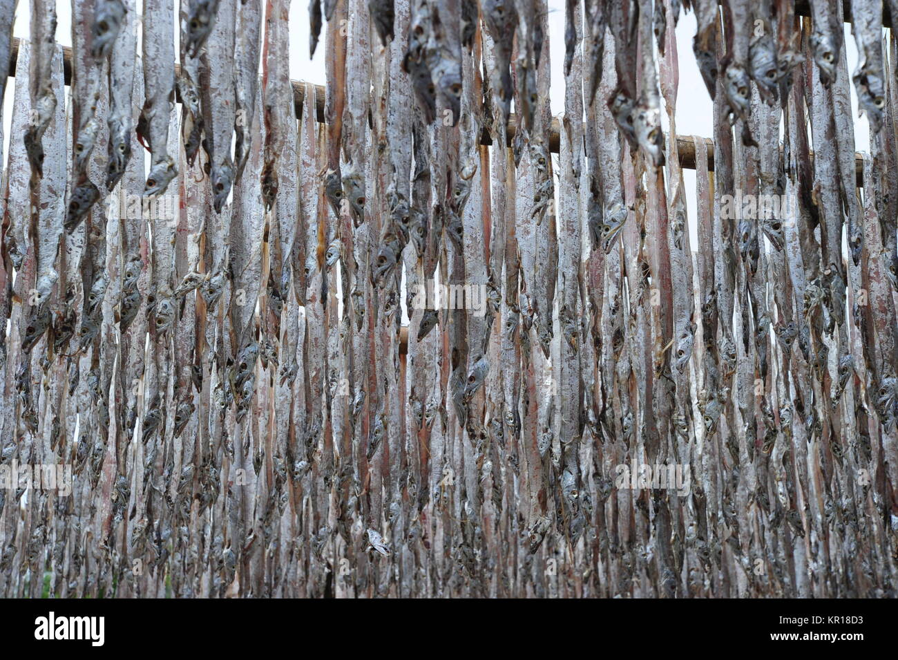 Dry fish in Bangladesh Stock Photo Alamy