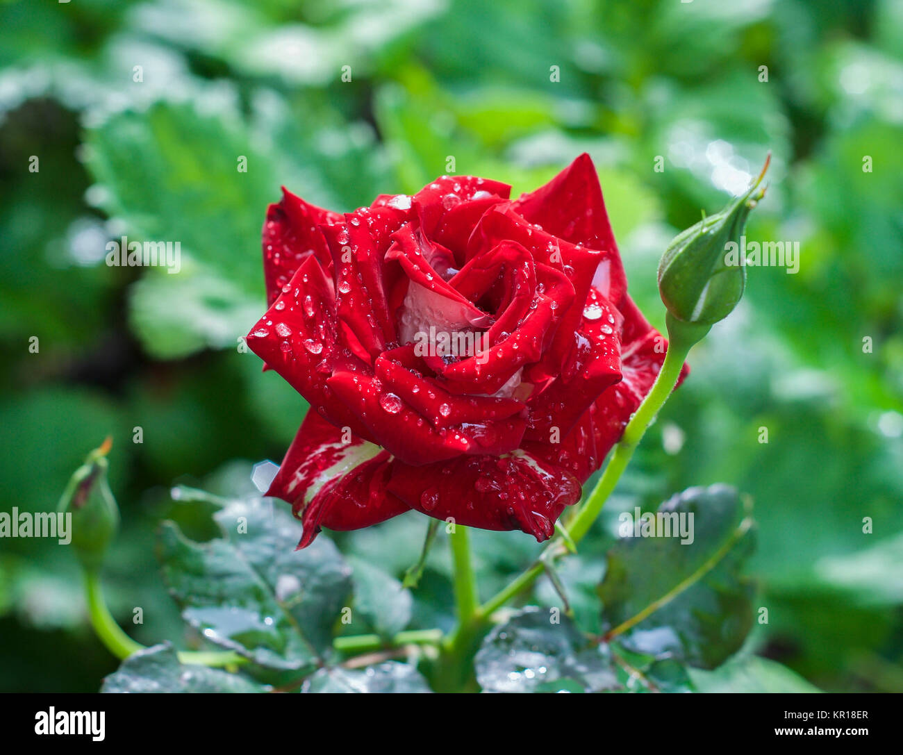 red rose in drops of water Stock Photo - Alamy