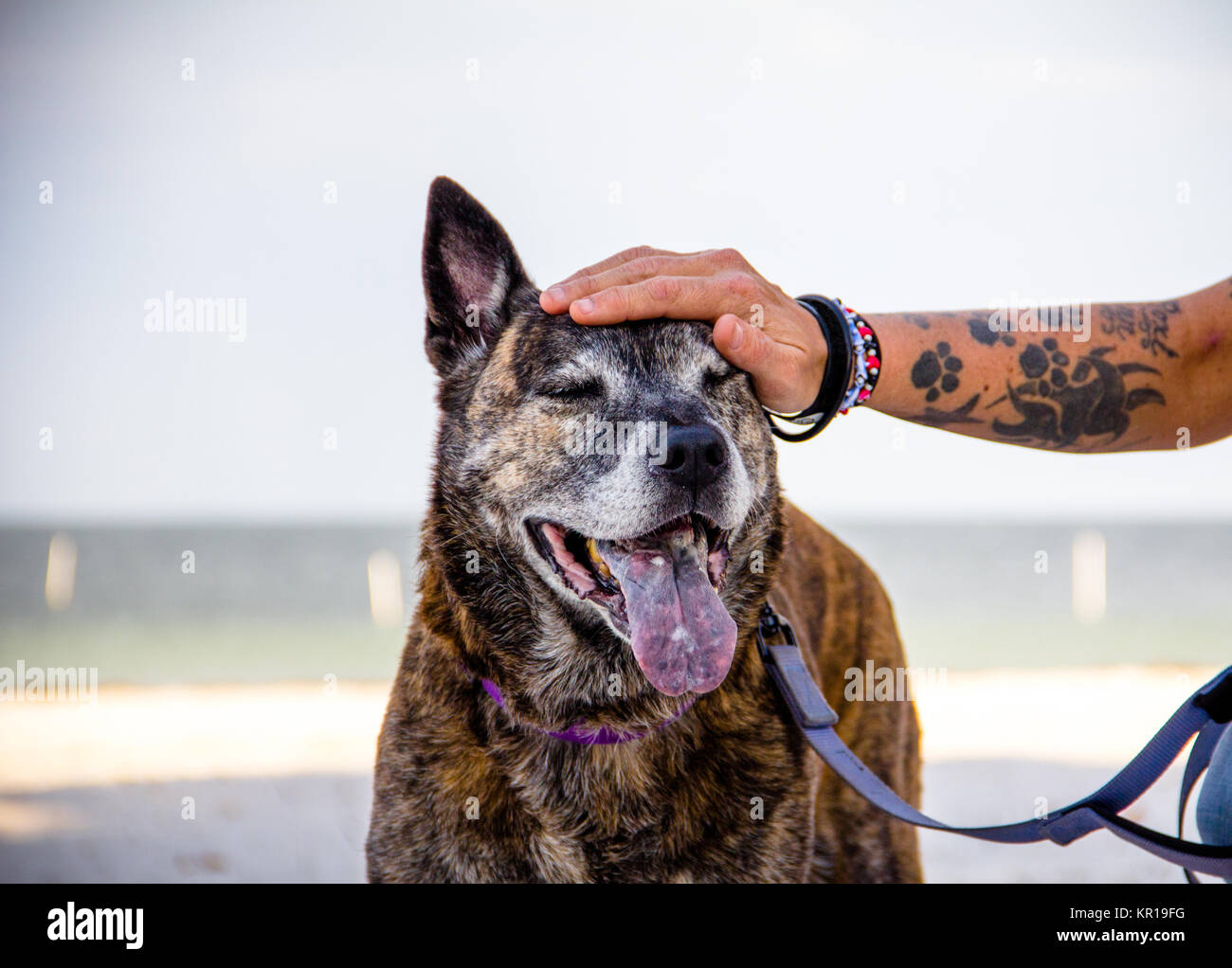 Woman's hand stroking her pitbull dog, Saint Petersburg, Florida, United States Stock Photo
