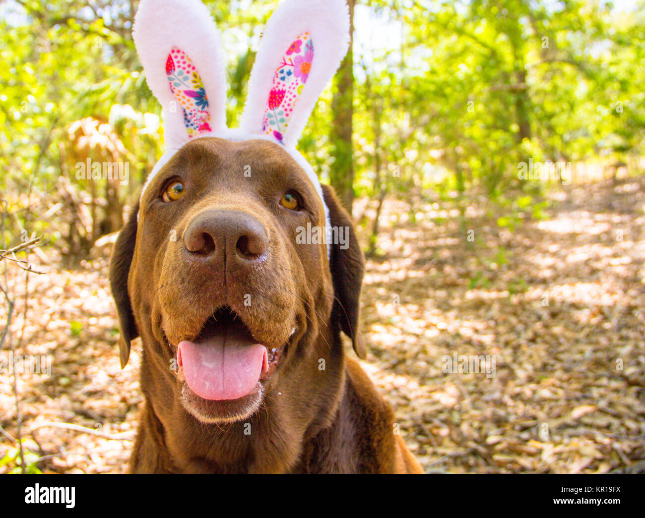 Chocolate labrador dog wearing rabbit ears Stock Photo Alamy