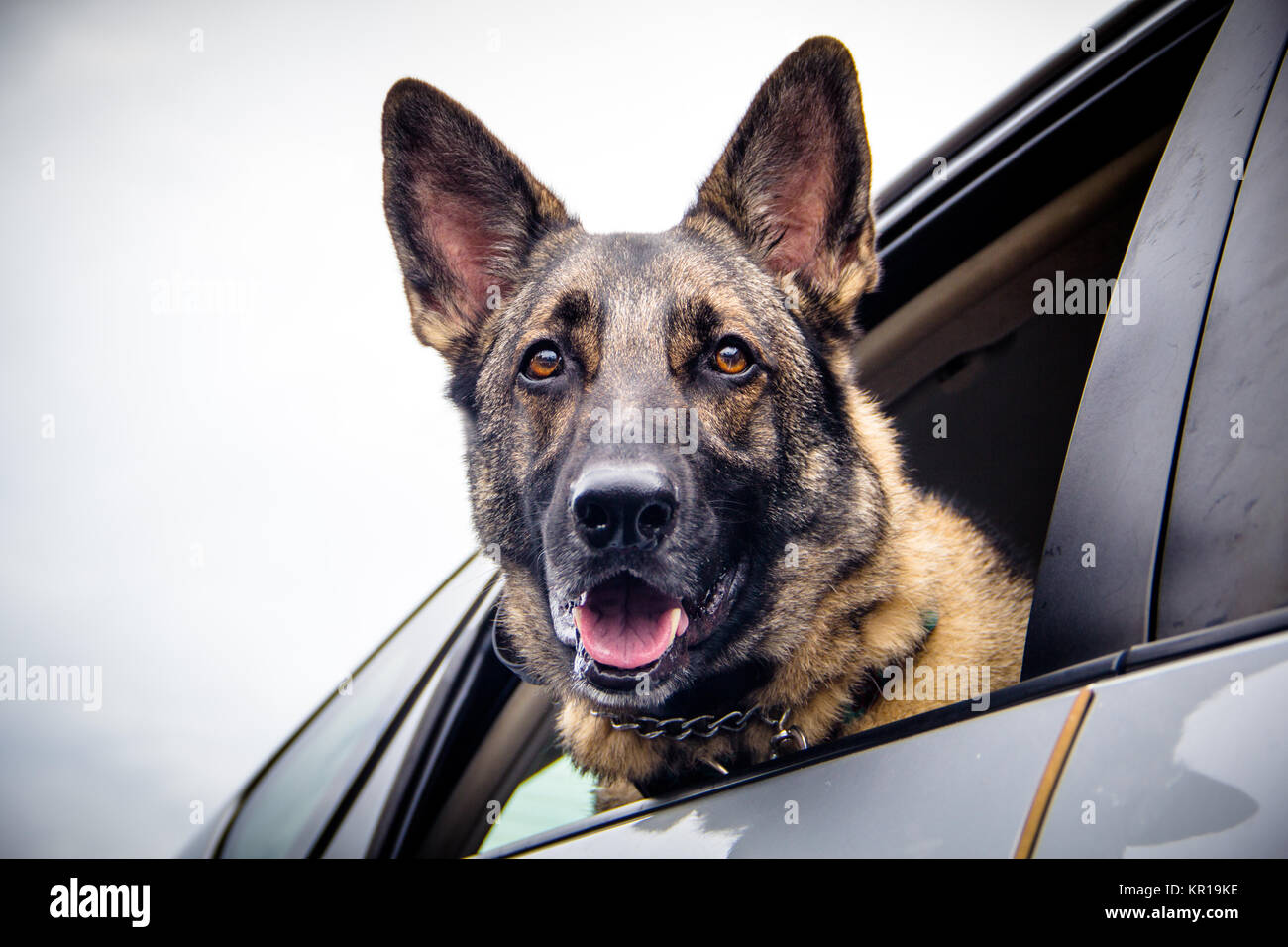 German shepherd dog leaning out of a car window Stock Photo