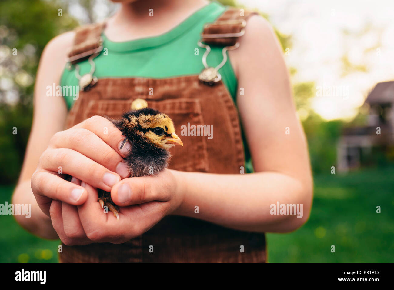 Boy standing in a garden holding a chick Stock Photo