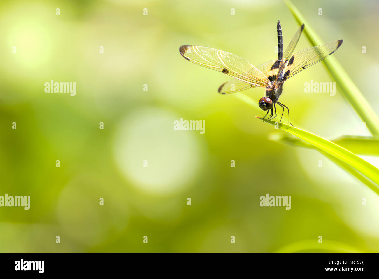 The dragonfly sitting on green leaf Stock Photo - Alamy