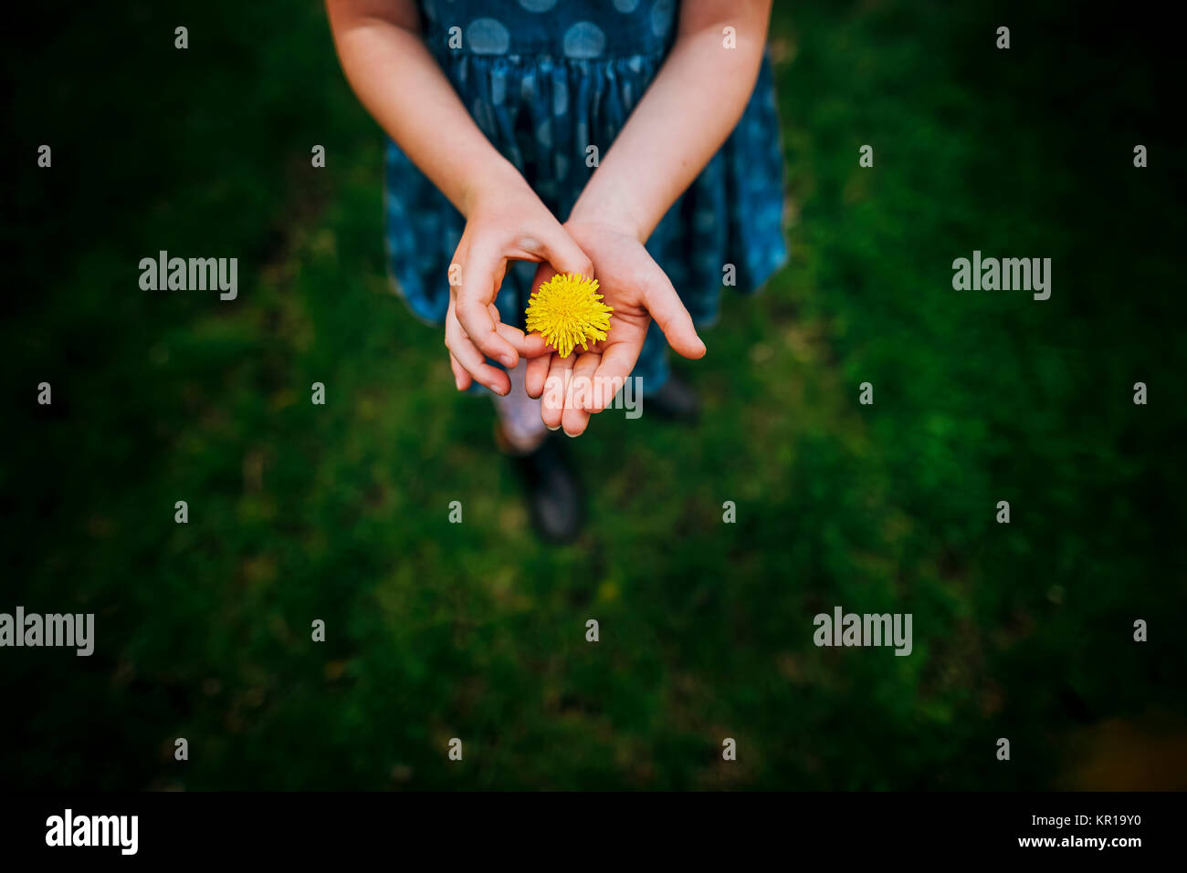 Overhead view of young girl holding a dandelion flower Stock Photo