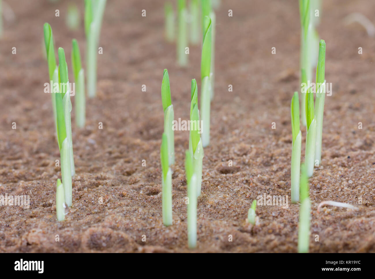 Young sweet corn seedling growing Stock Photo Alamy